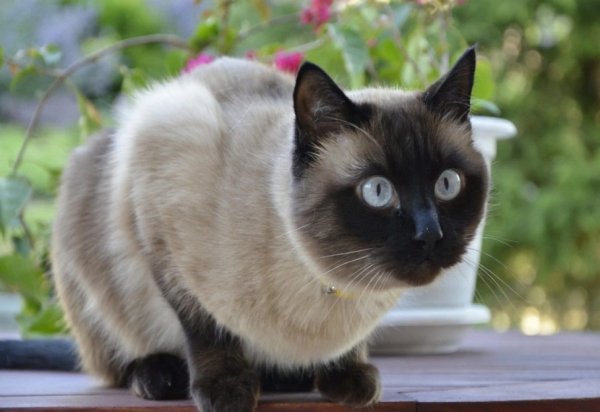 Кошка.. (26)