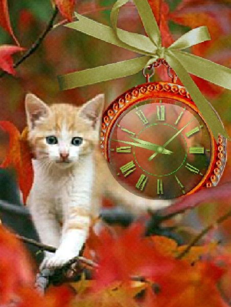Осенняя кошка