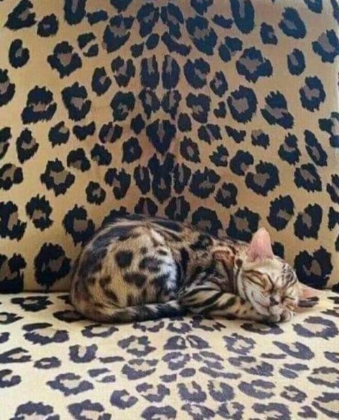 file_88984527