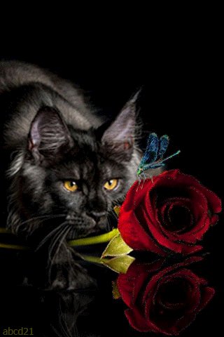 file_63622534