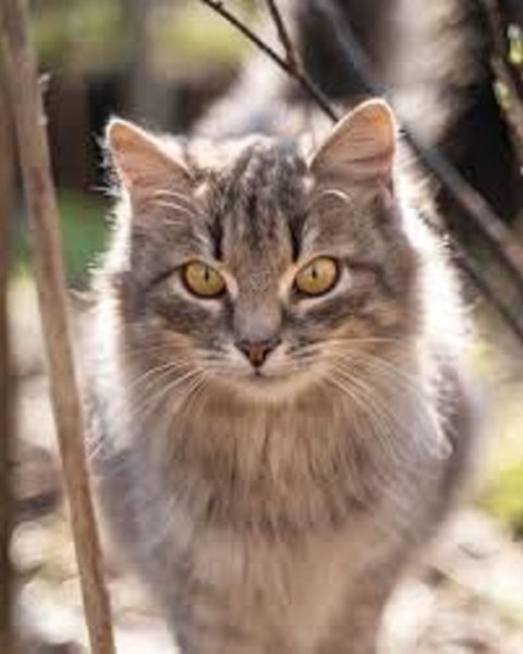 Кошка