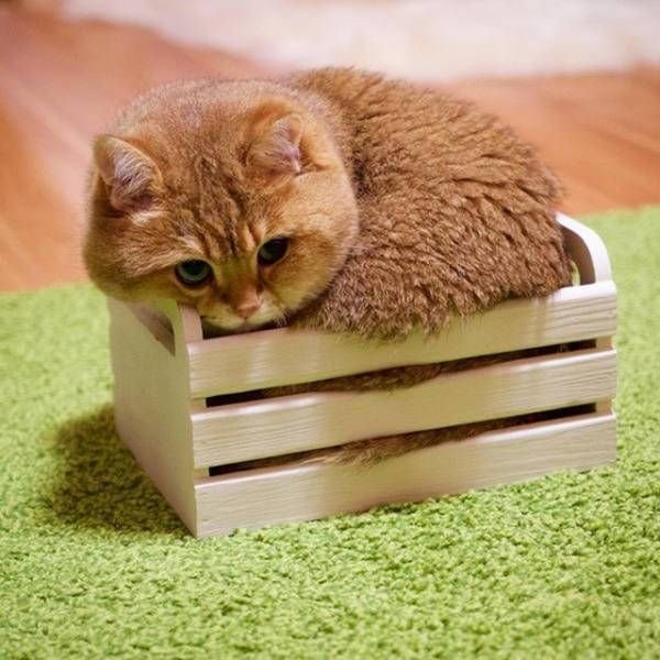 Котёнок