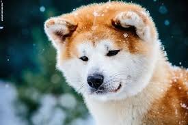 images(1)