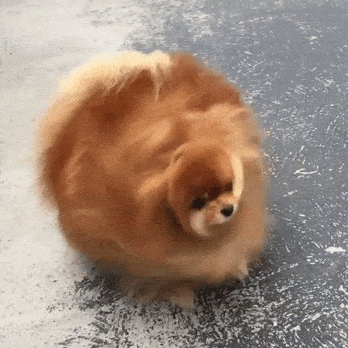 gif 1476578624