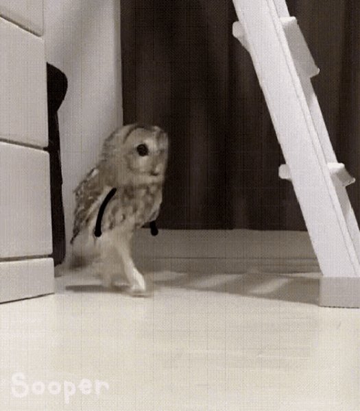 Bird