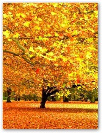 autumn