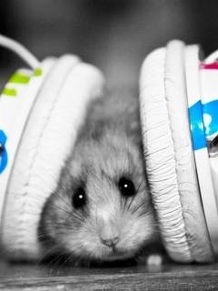 hamster homie