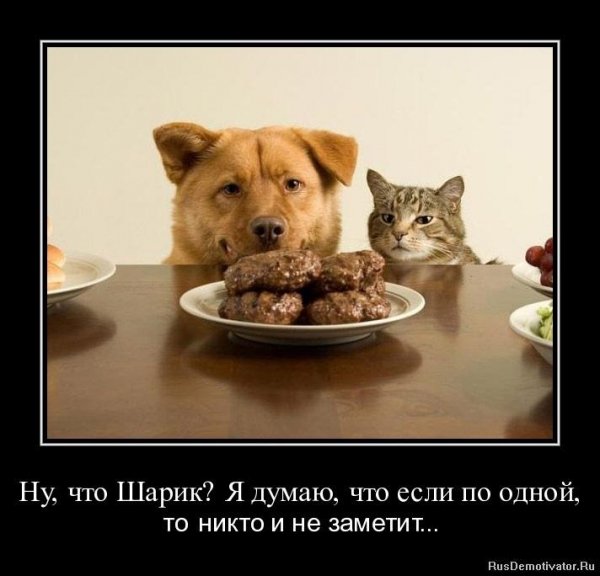 Ну что, Шарик, по одной