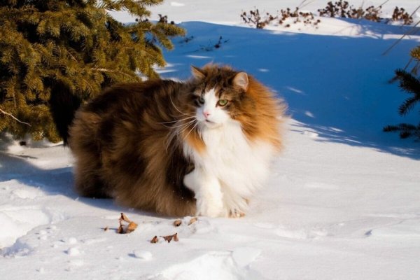 Норвежский кот (7)