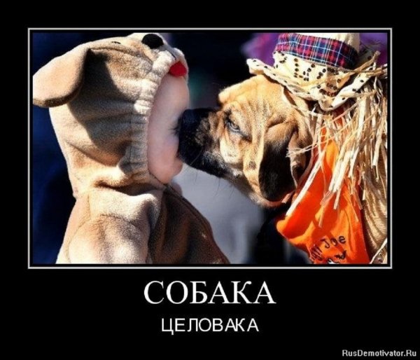 Собака целовака