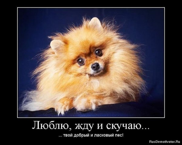 Люблю, жду и скучаю. Твой преданный пёс.
