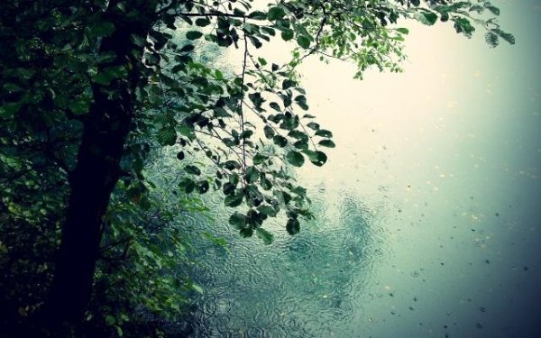 Звуки Природы - Живой Лес (Шум Листвы, Дождя, Пение Птиц)