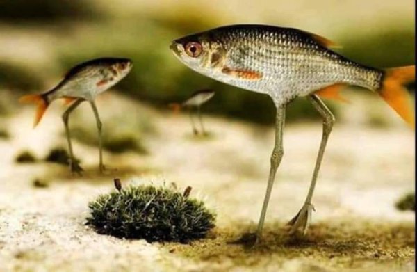 Sanp! - Rhythm is a dancer (DJ AmiKuss Loop Remix 2026)