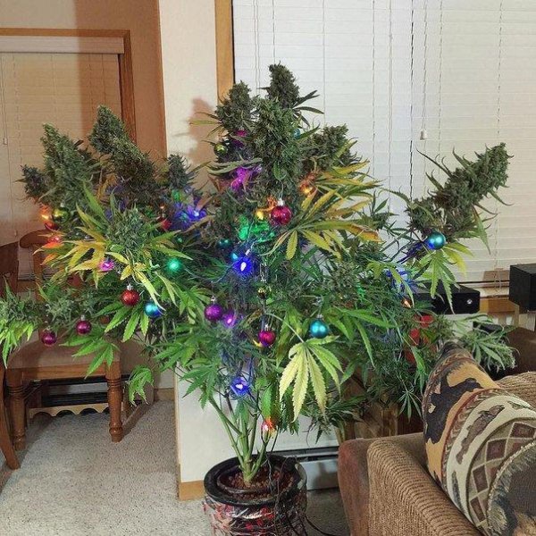 GSPD - Героиновый шик