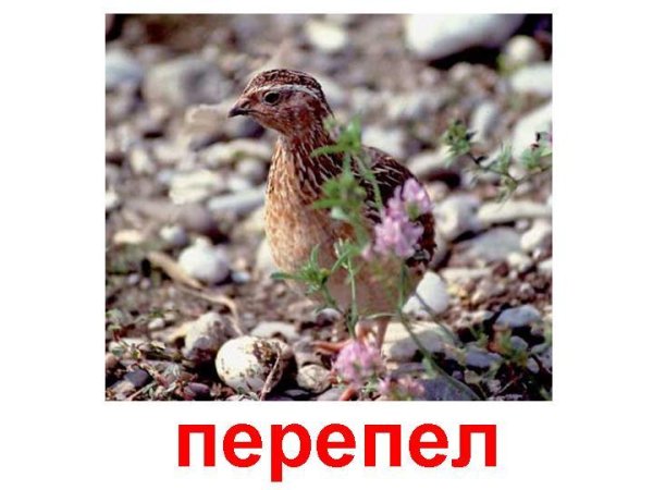 Перепел - Птица Перепел