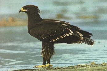  - Подорлик большой Aquila_clanga.mp3