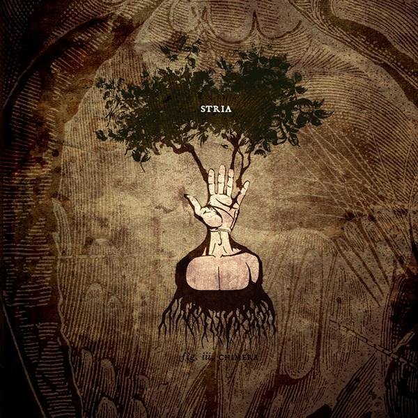 Stria - Medical Art