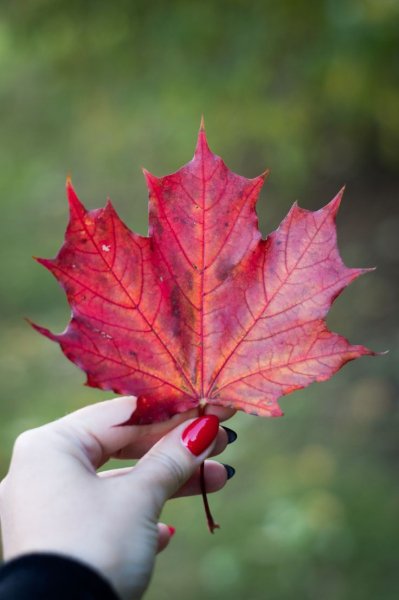 MIROLYBOVA - Прощай милый мальчик