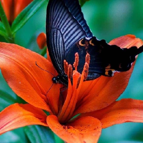 <unknown> - Savage Garden - To the moon and back (Arkoss _ Nathen Pike)