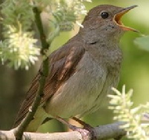The Sounds Of Nature - Радостная