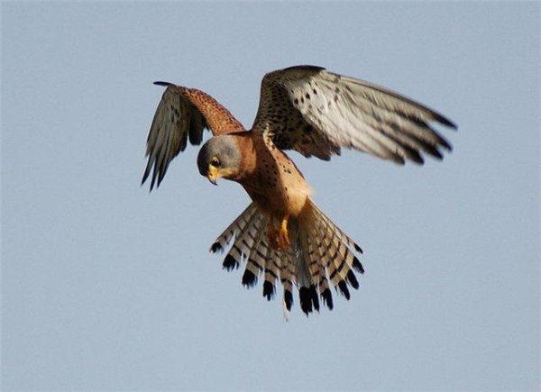 VA - Птица Пустельга  bird