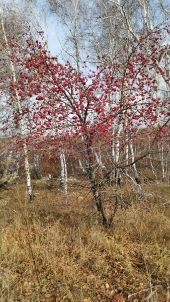 Gp generation - Солнышко моё