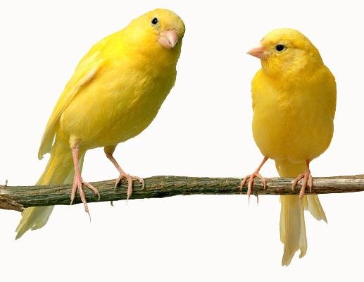 VA - Птица Канарейка  bird
