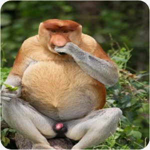 monkey - monkey exited