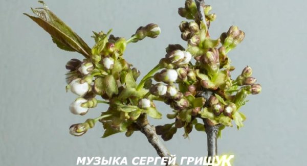 Сергей Грищук - ,,МОЯ ВЕСНА,