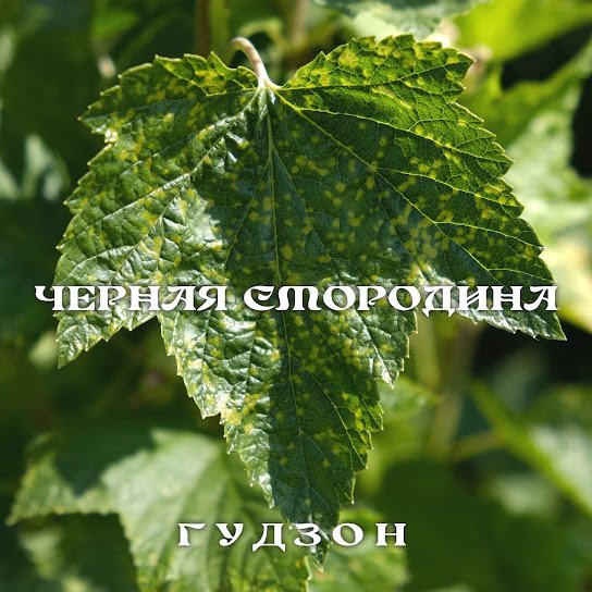 ГУДЗОН. - Чёрная смородина.