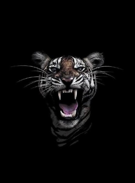 Nechaev - Она моё всё