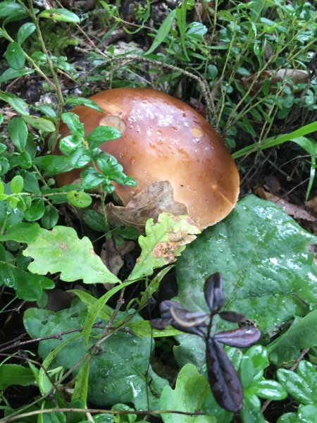Borovik