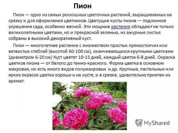 Пион