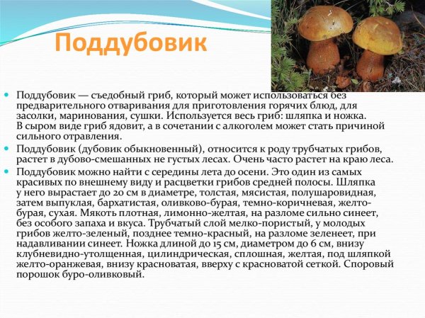 Поддубовик