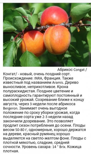 Абрикос "Конгат"