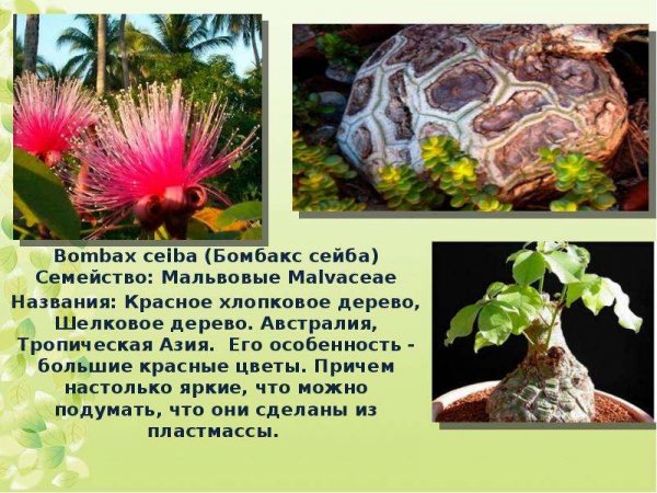 Бомбакс Сейба