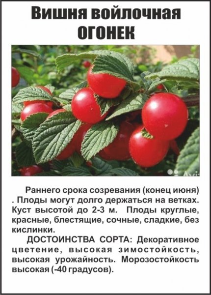 "Огонёк "