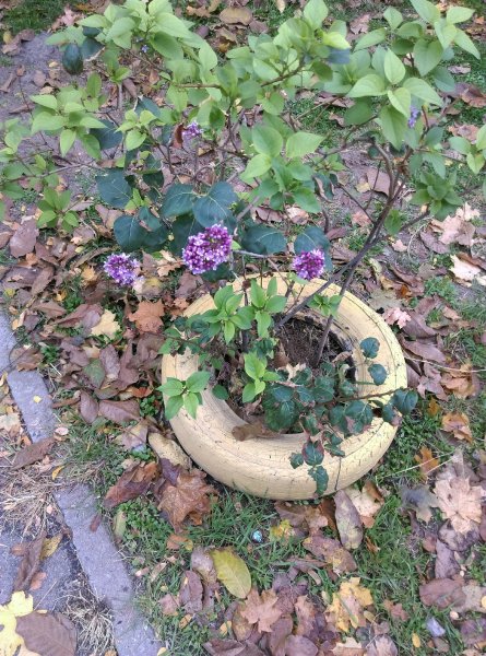 IMAG0869