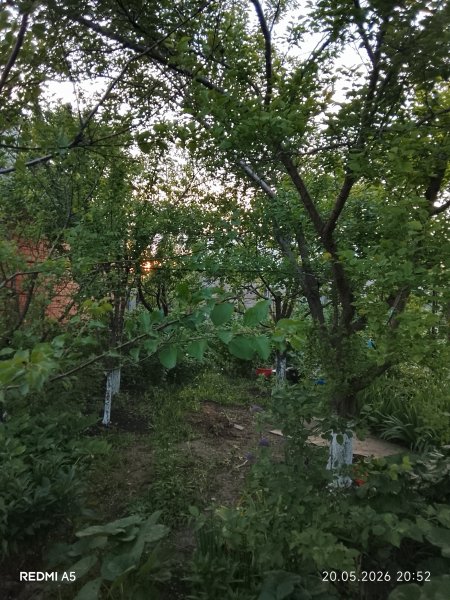 picture_413098460