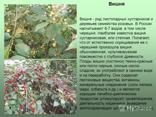 Вишня