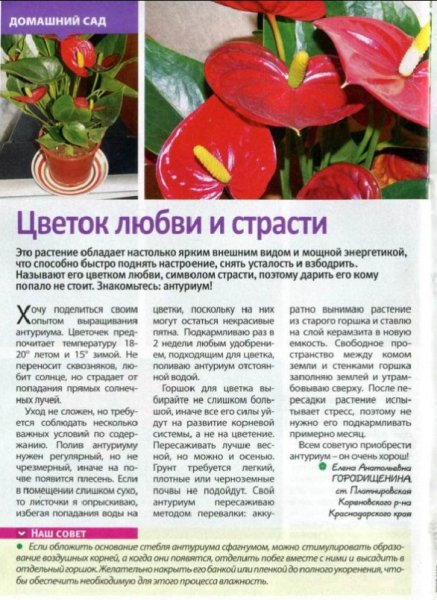 Антуриум
