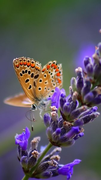 Природа