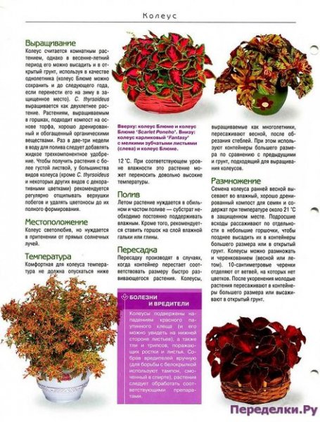 Колеус