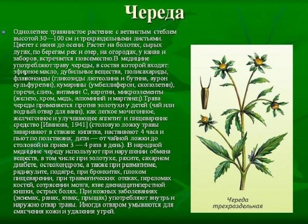 Череда