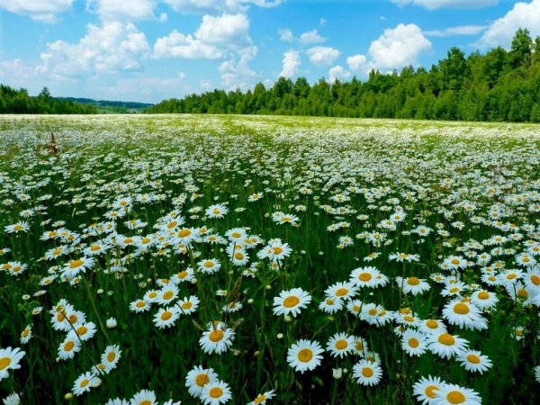 ПРИРОДА РОССИИ