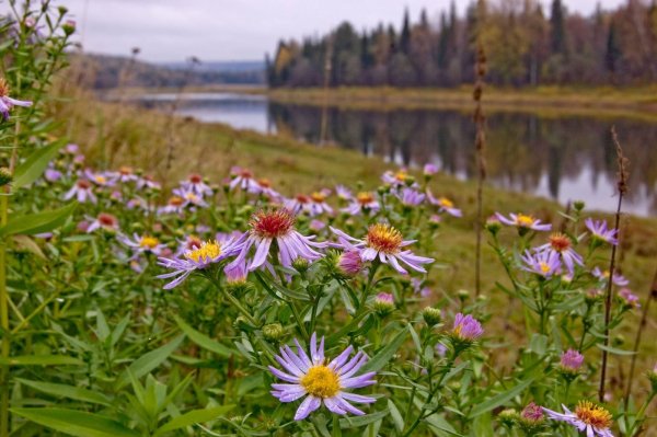 41-funart-pro-p-lekarstvennie-rasteniya-kuzbassa-