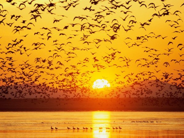 Природа)