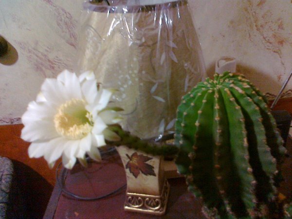picture_85080581
