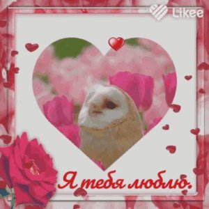 Я тебя люблю
