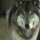 SaveFromNetHelper-Web-47dae57ff3